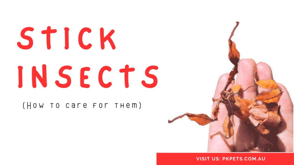 Stick Insects care