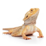 A featured image for a blog post about how to care for a bearded dragon