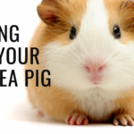A featured image for a blog post about how to care for a guinea pig