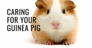 A featured image for a blog post about how to care for a guinea pig