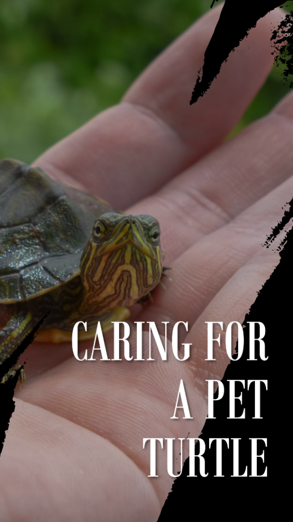 A featured image for a blog post about how to care for a pet turtle