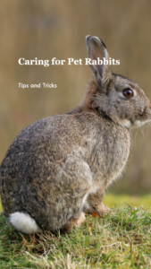 A featured image for a blog post about how to care for pet rabbits
