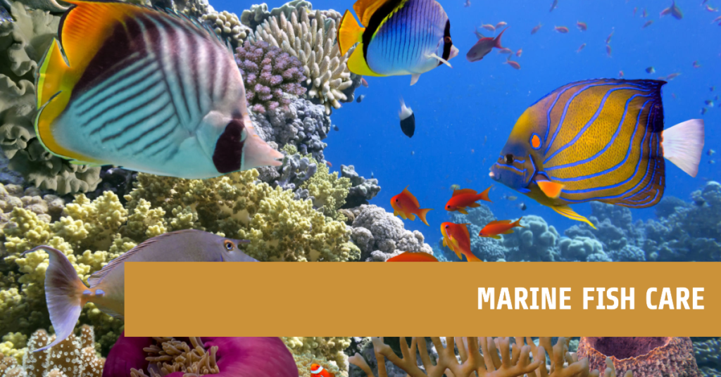 A featured image for a blog post on Marine Fish care
