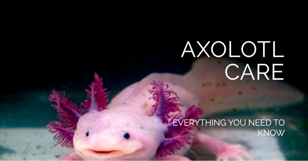 A featured image for a blog post on axolotl care