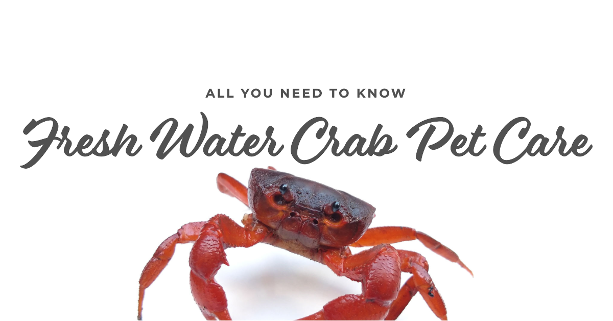 fresh water crab pet care