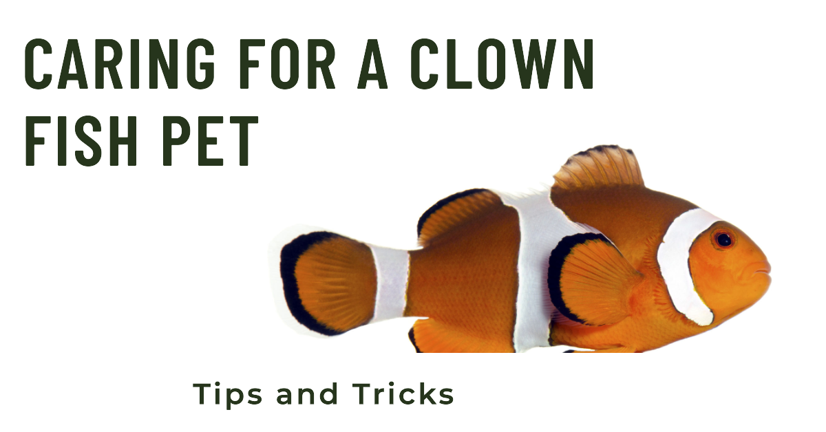 A featured image for a blog post on how to care for a clown fish pet
