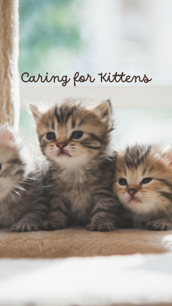 A featured image for a blog post on how to care for kittens
