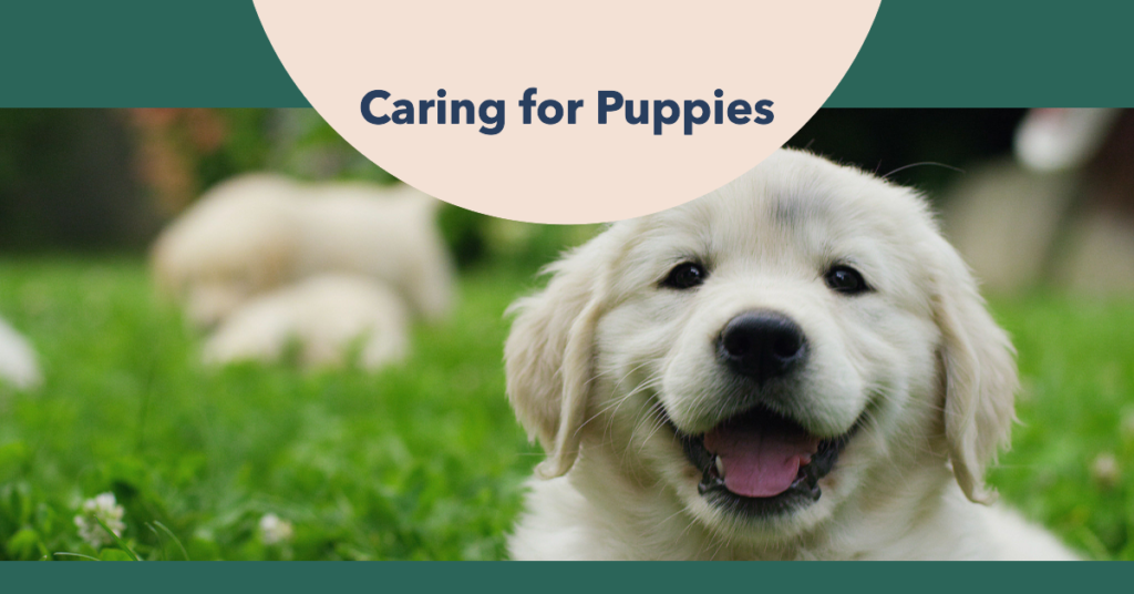 A featured image for a blog post on how to care for puppies