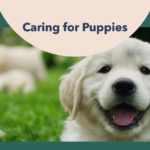 A featured image for a blog post on how to care for puppies
