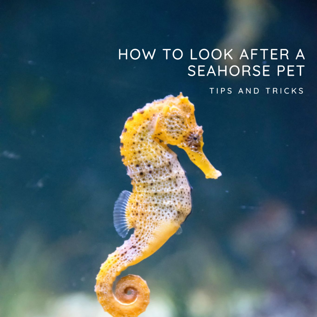 A featured image for a blog post on how to look after a seahorse pet