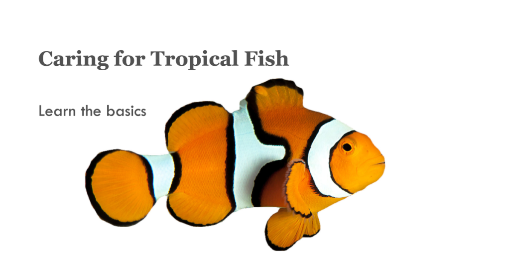tropical fish care