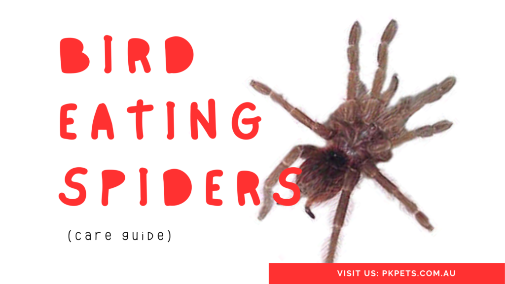 Bird Eating Spiders Care