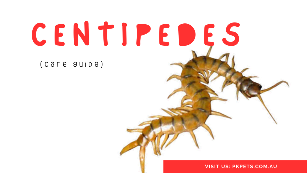 Centipedes care