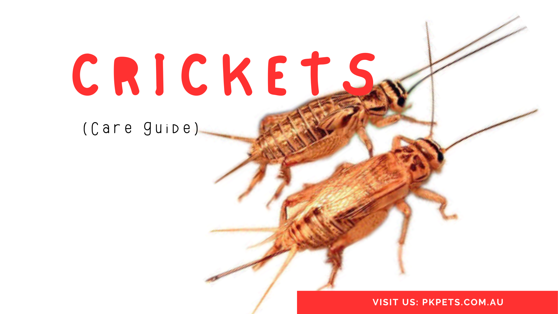 Crickets Care Guide