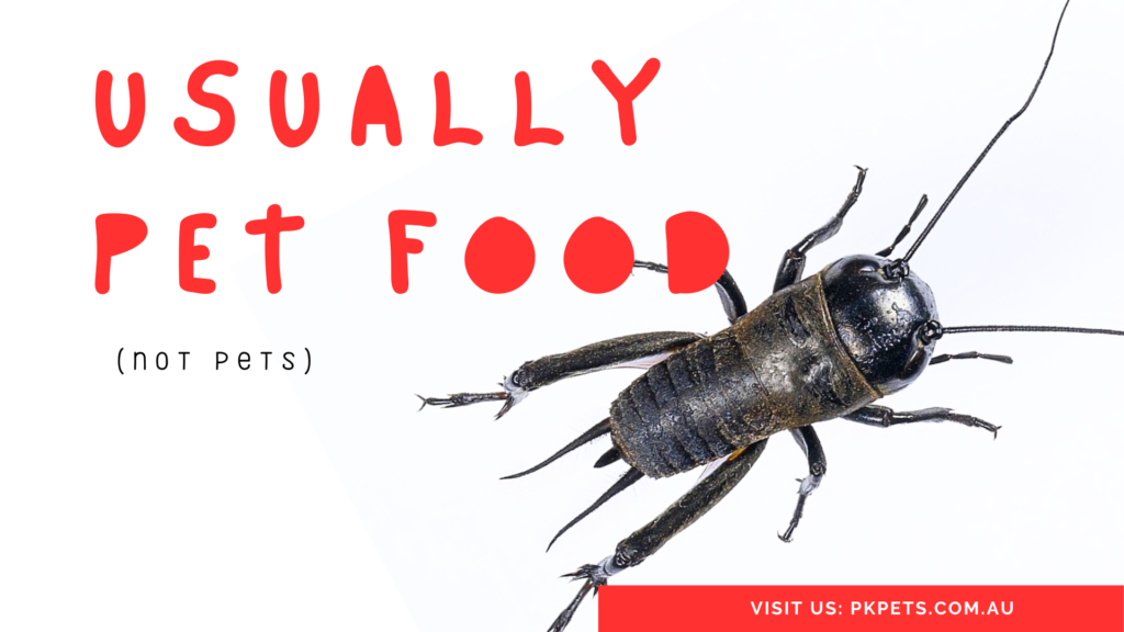 Crickets as pet Food