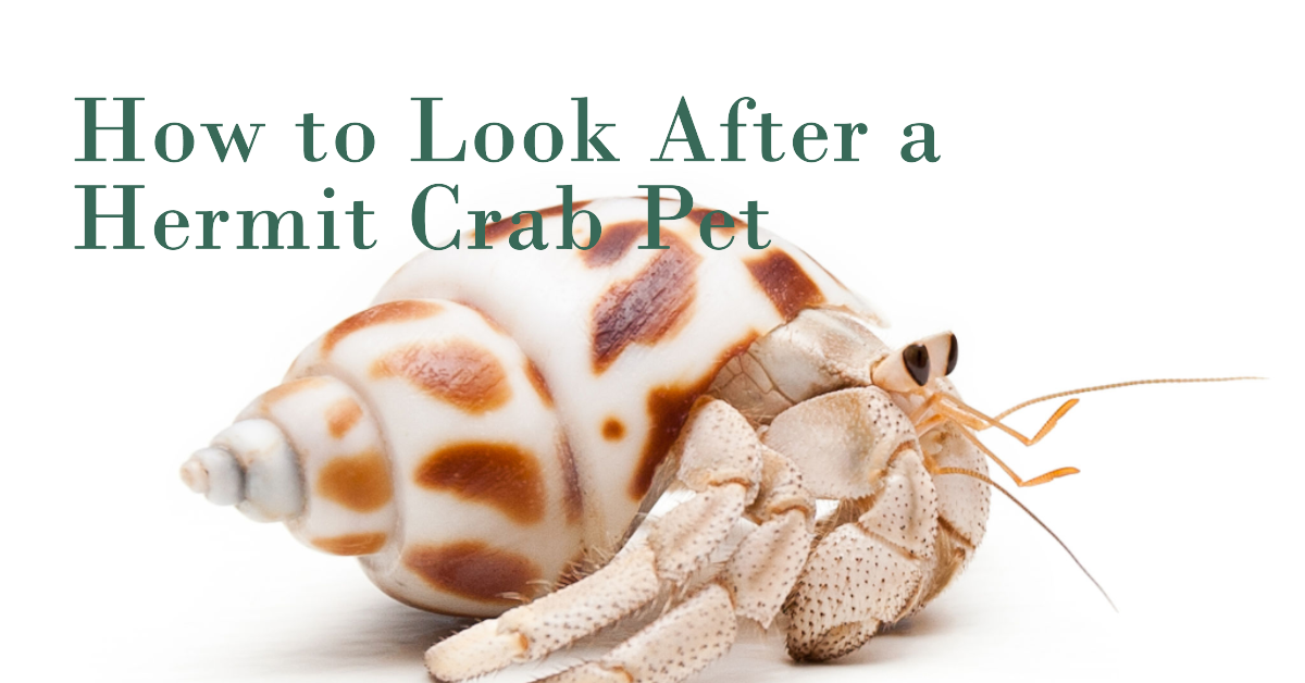 Featured image for a blog post on How to look after a hermit Crab pet