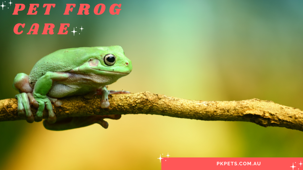 Pet frogs care