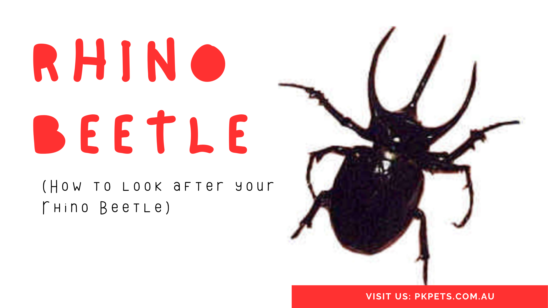 Rhino Beetle Care