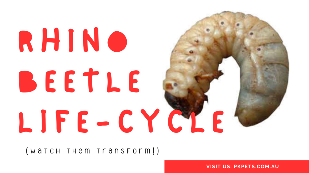 Rhino Beetle Life Cycle