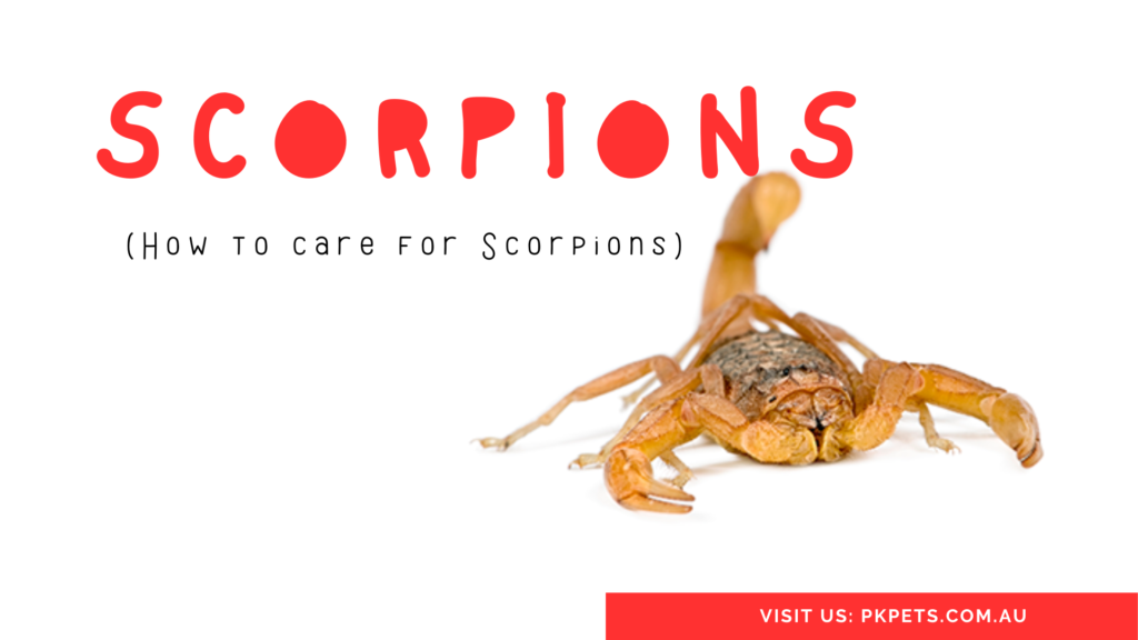 Scorpions Care