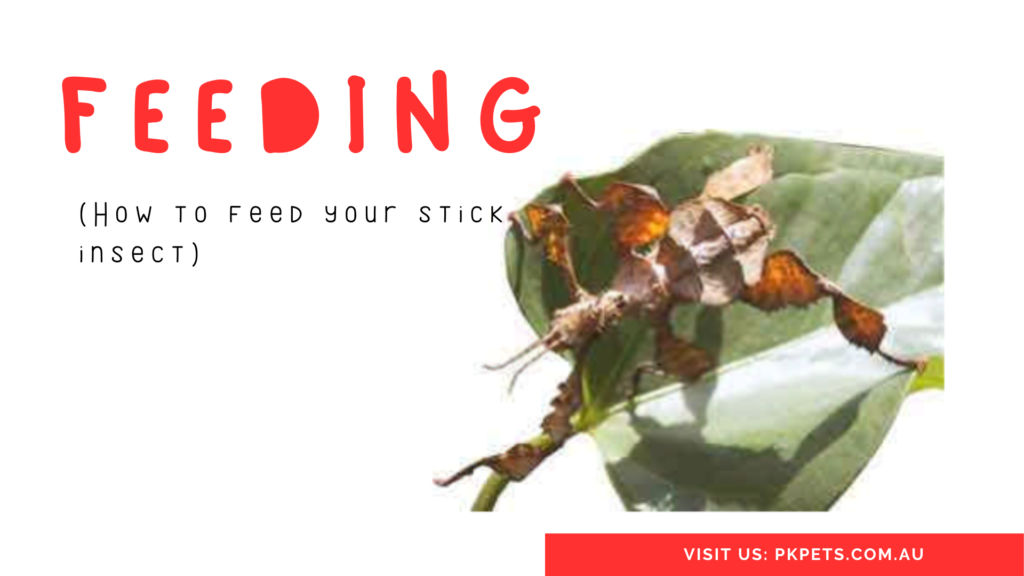 Feeding your Stick Insect