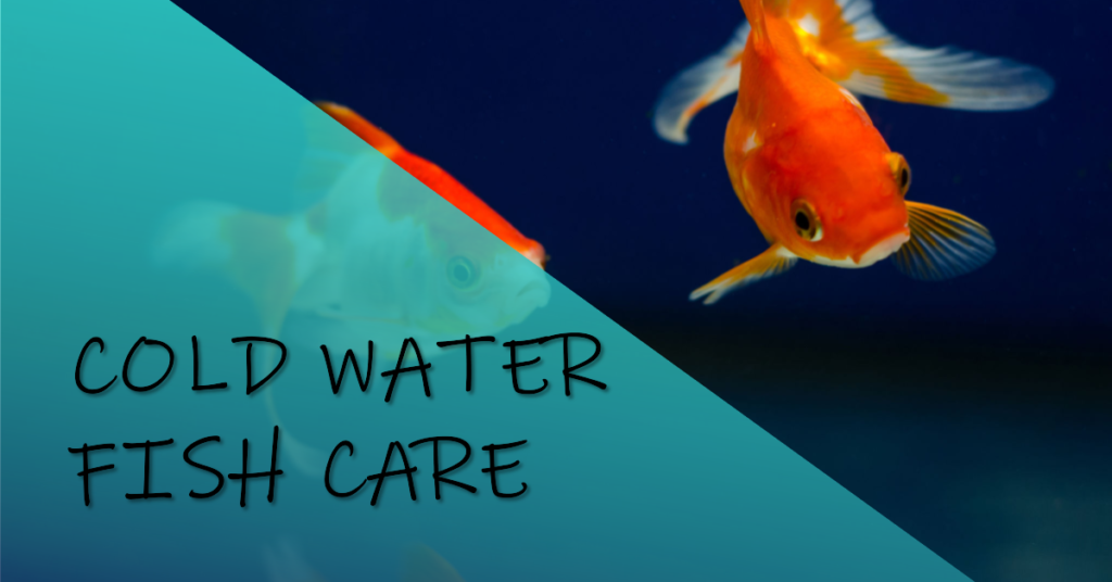 cold water fish care